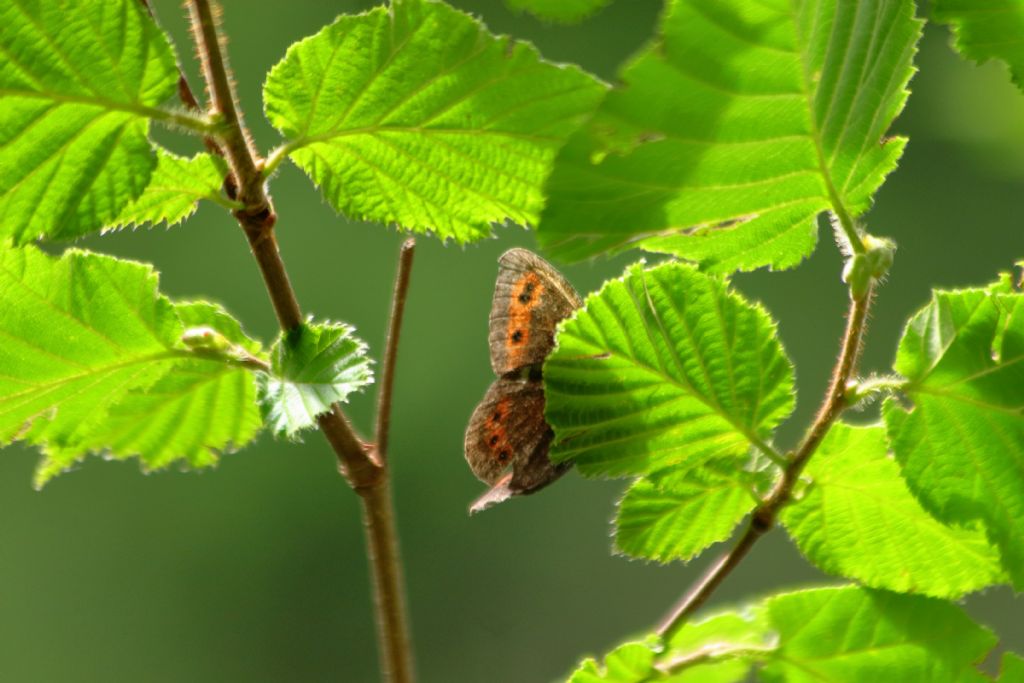 quale Erebia?   Erebia aethiops ed Erebia ligea